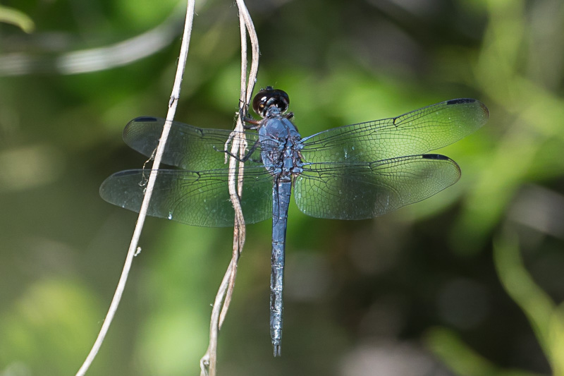 Slaty Skimmer